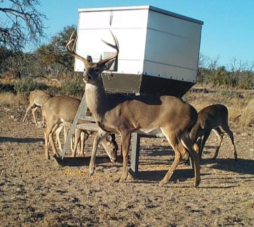 Deers eating